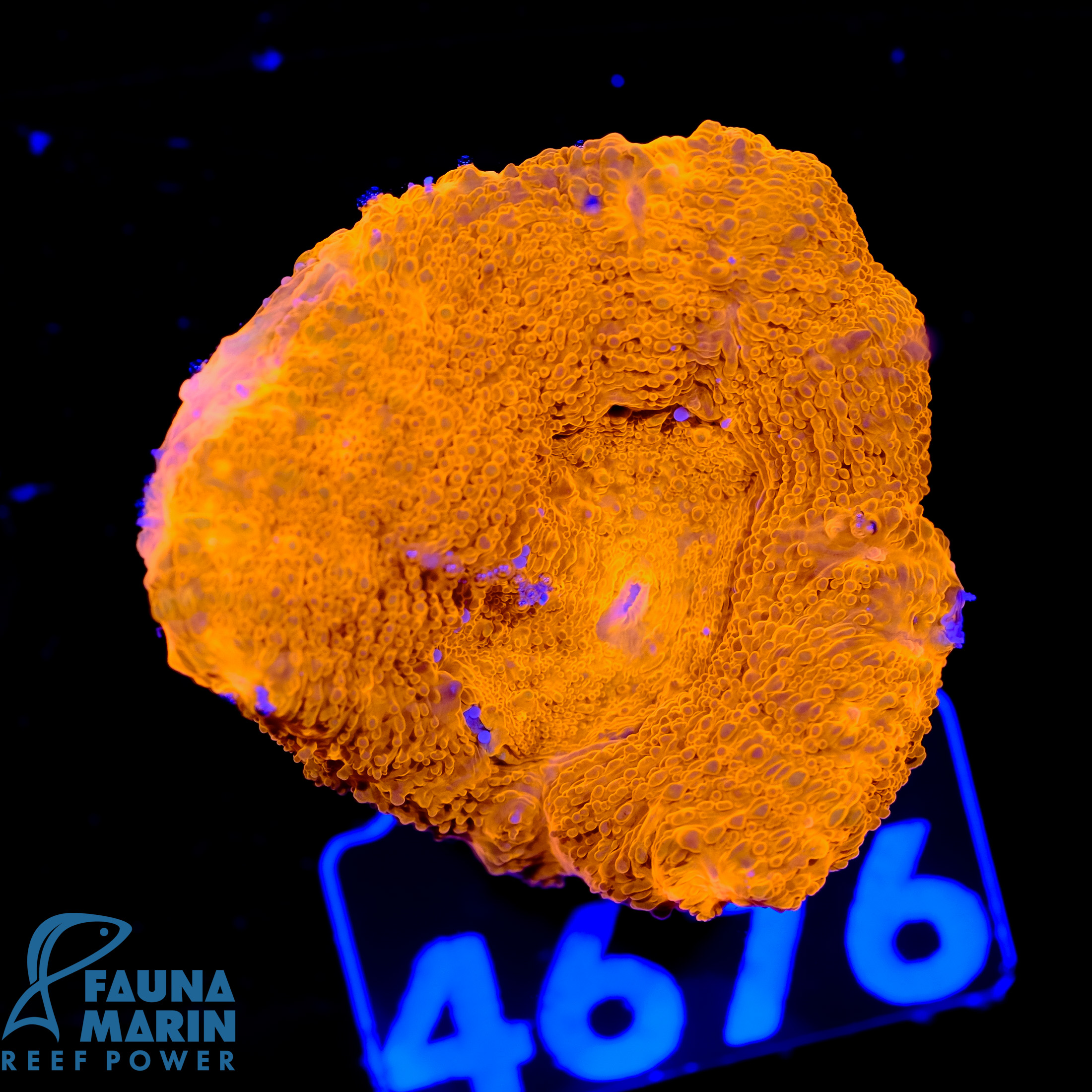 FMC Acanthastrea bowerbanki Red