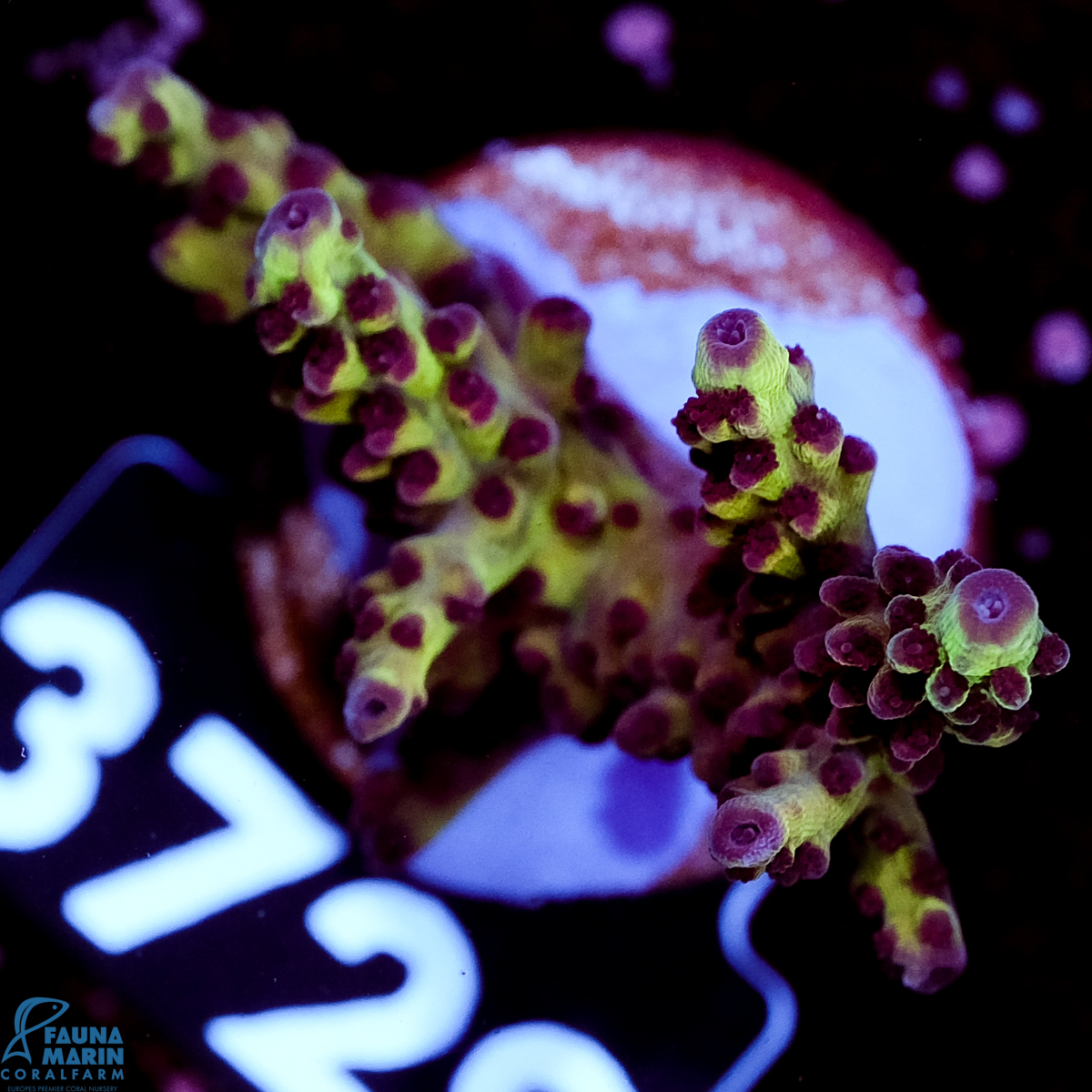 FMC Acropora rosetip