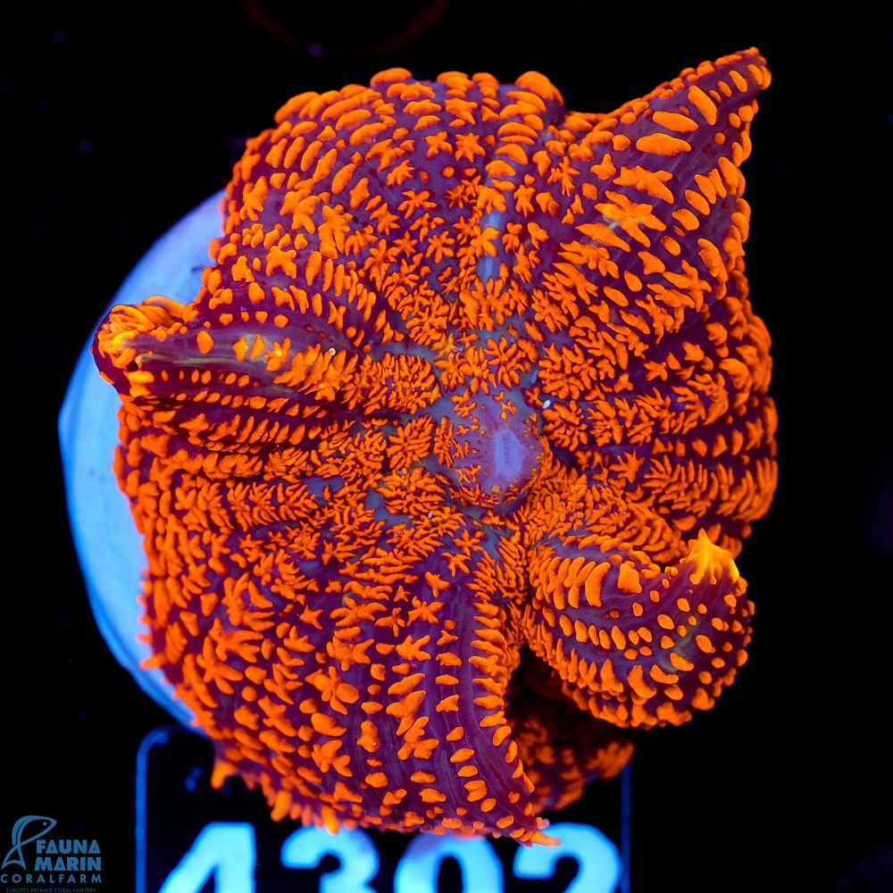 FMC Rhodactis Blue Stripes