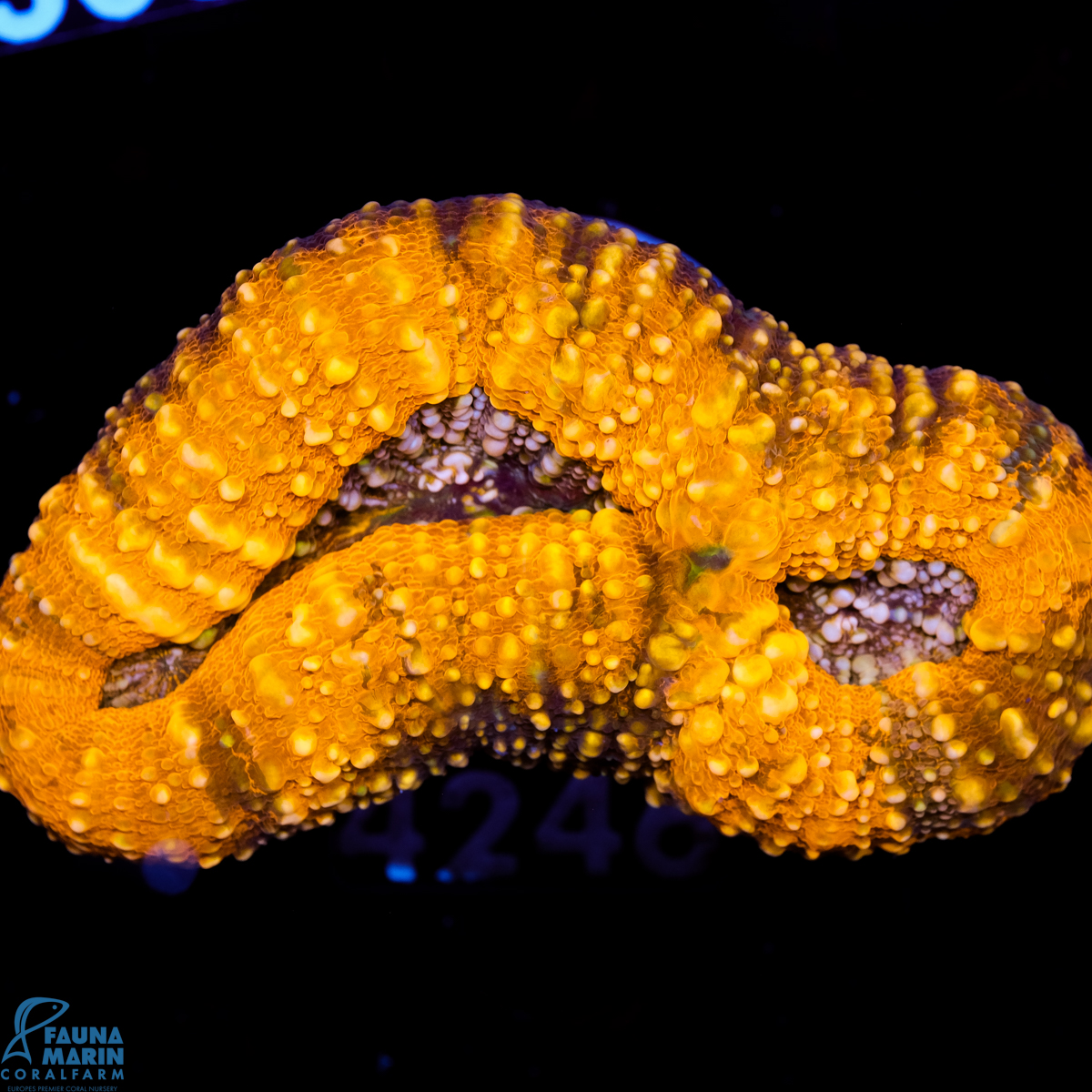 FMC Lobophyllia Orange Shine