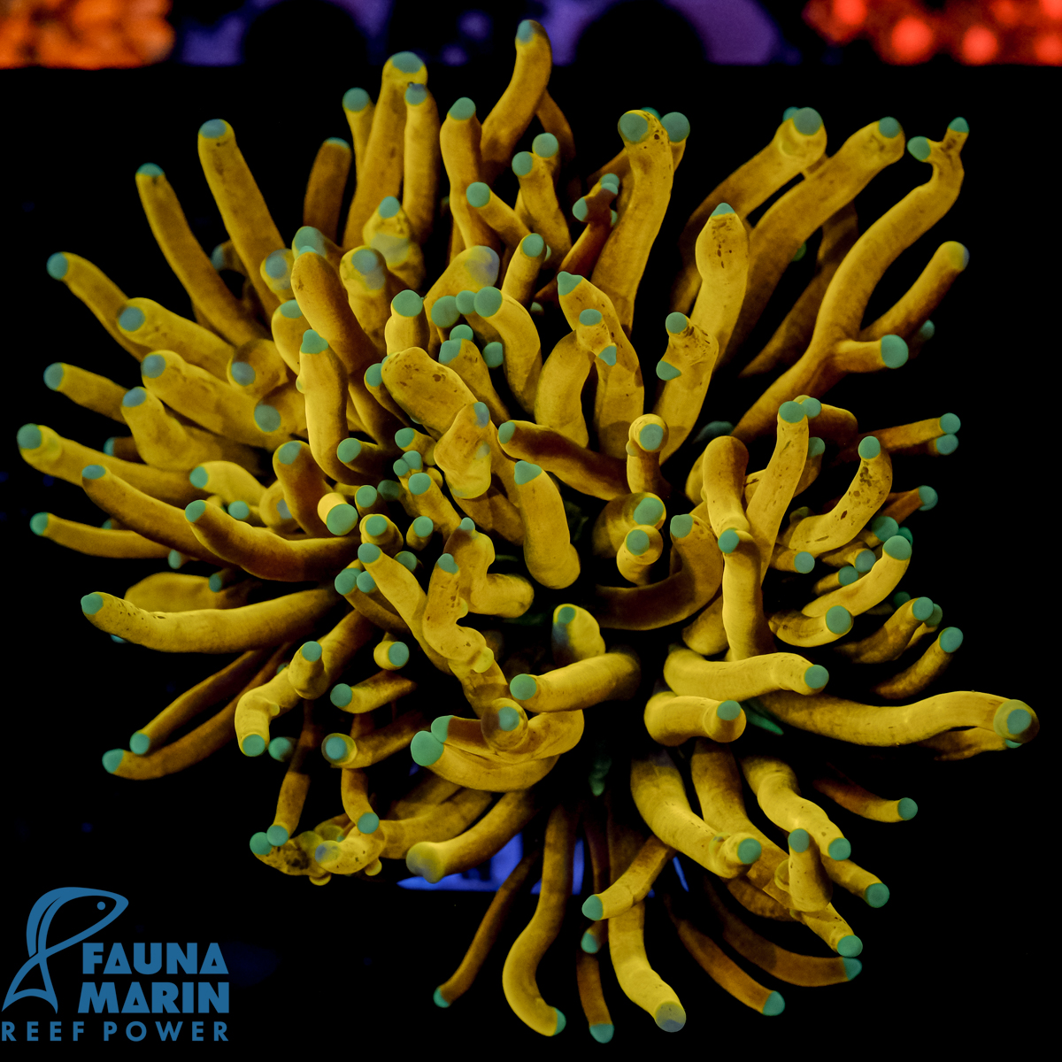 FMC Euphyllia glabrescens Morningstar