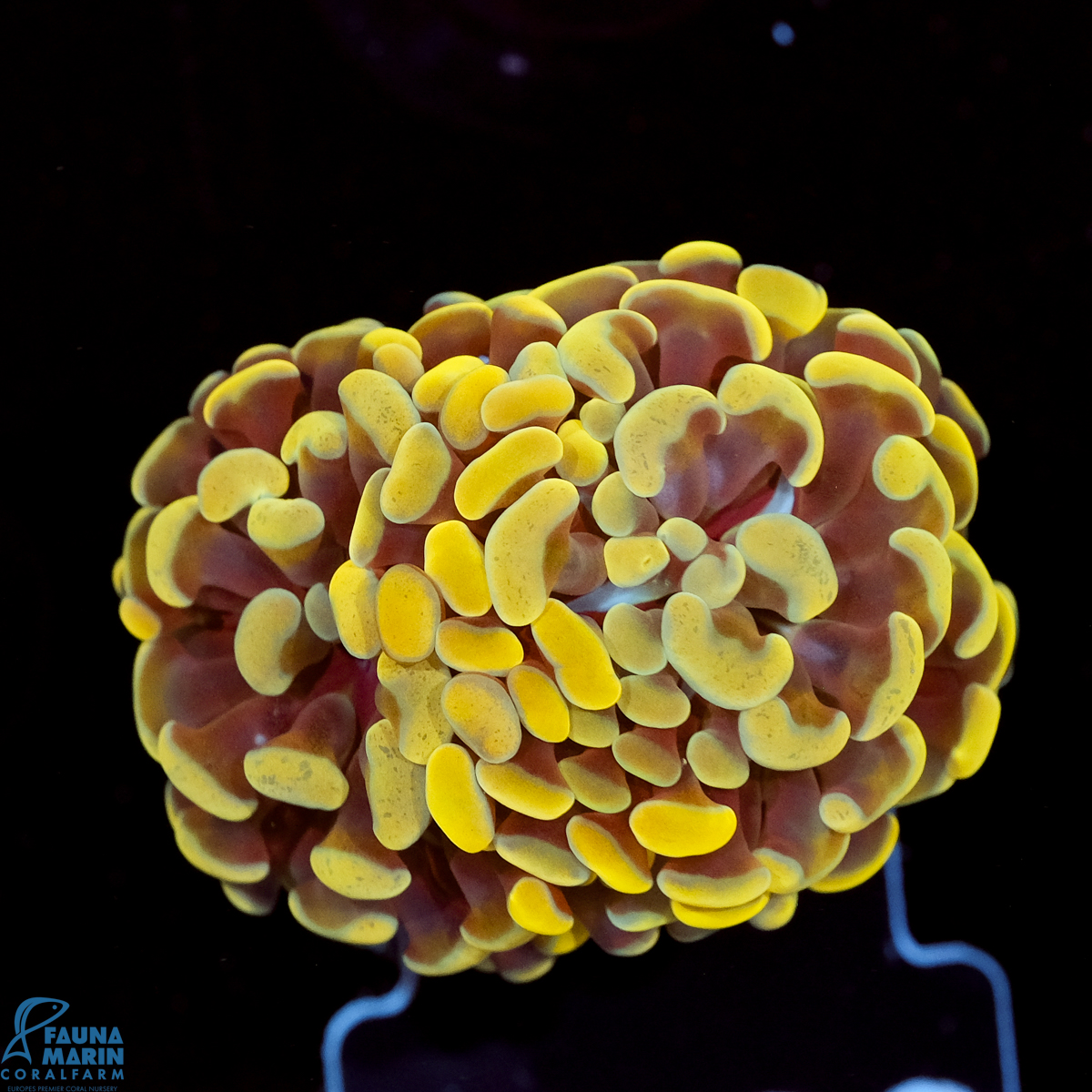 FMC Euphyllia paraancora Orange V