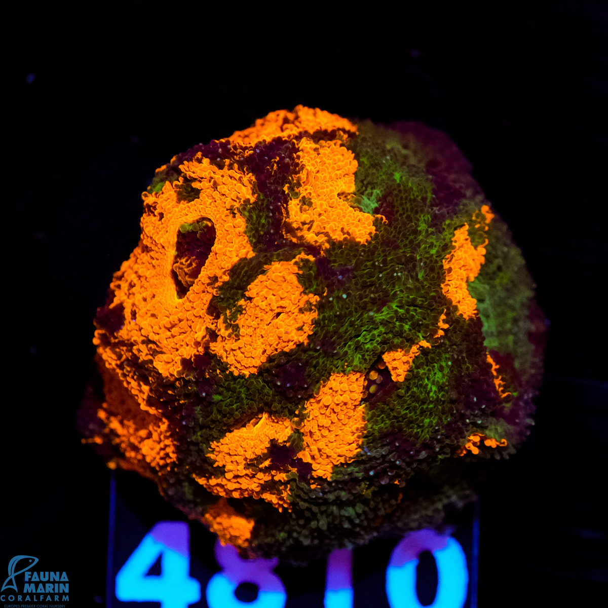 FMC Acanthastrea echinata Goldnugget grafted