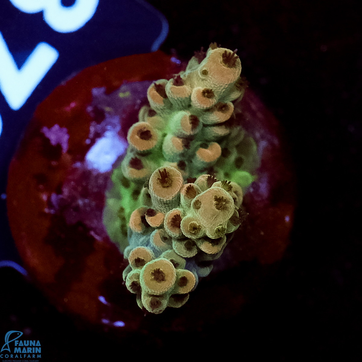 FMC Acropora digitifera