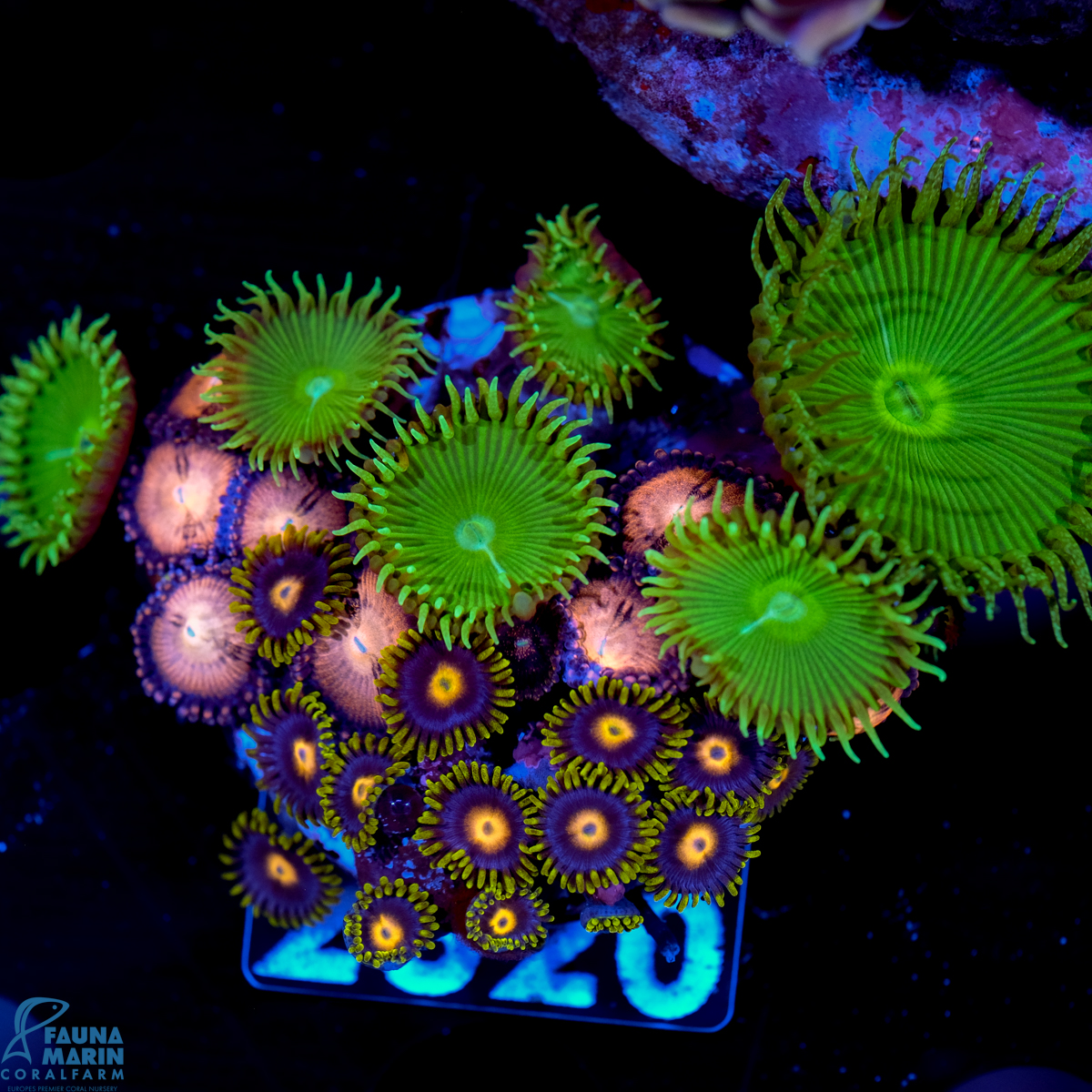 FMC Zoanthus Super Mix