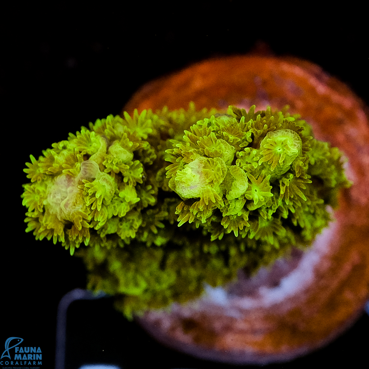 FMC Acropora tenuis Green