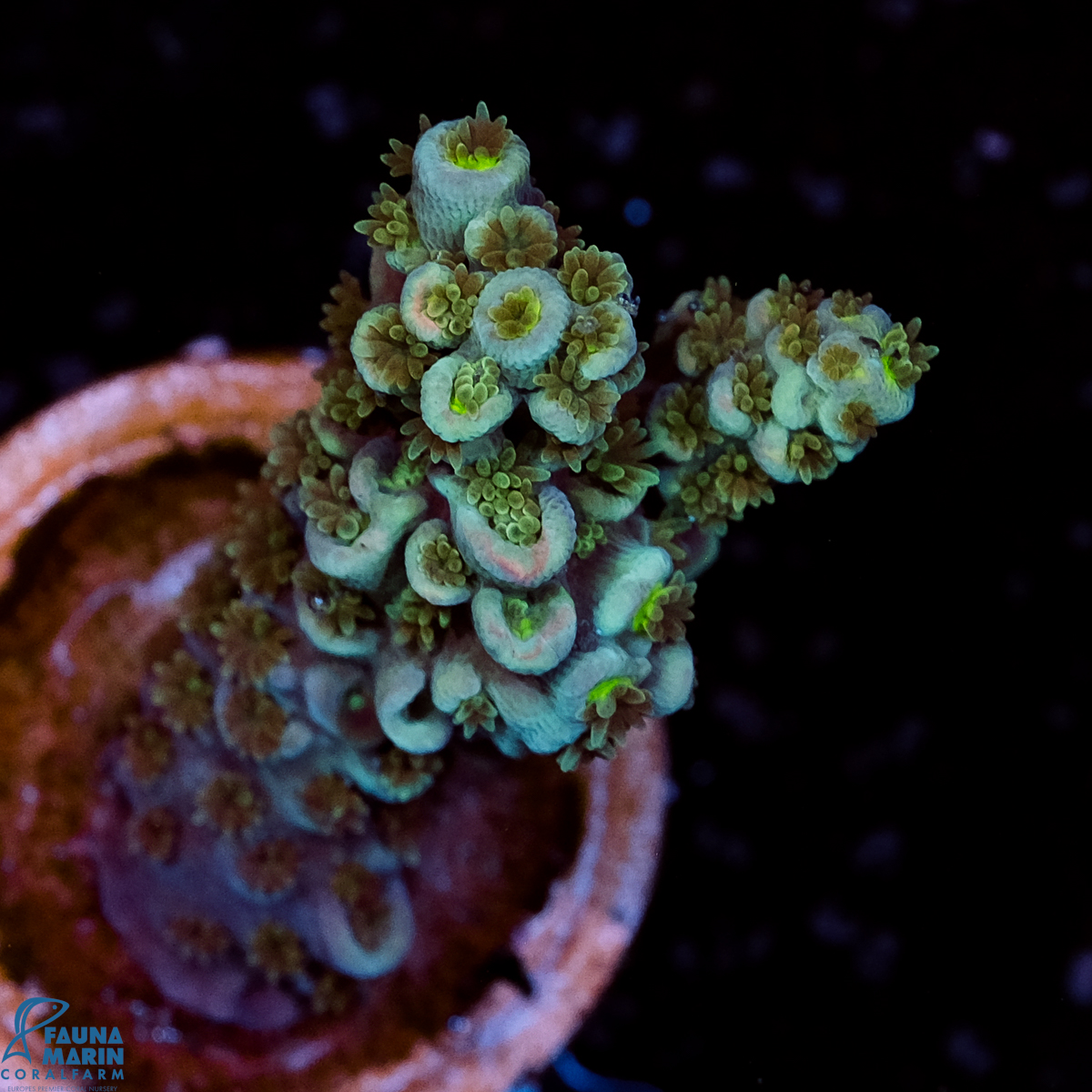 FMC Acropora tenuis Blue