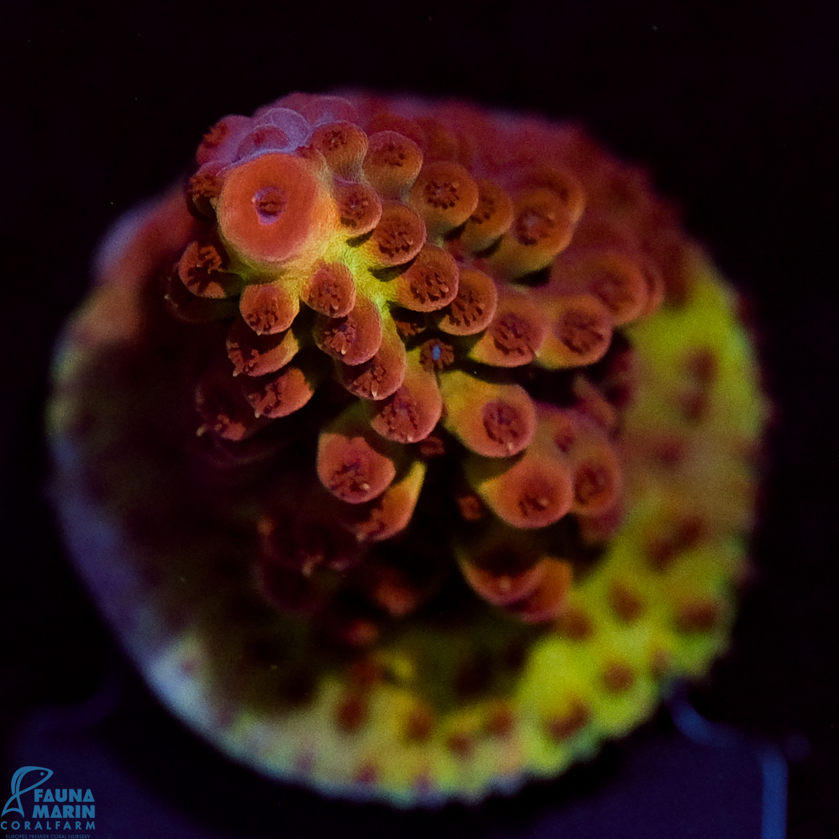 FMC Acropora abrotanoides Purple Tip