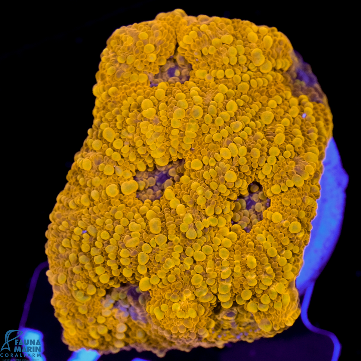 FMC Acanthastrea echinata Goldnugget V