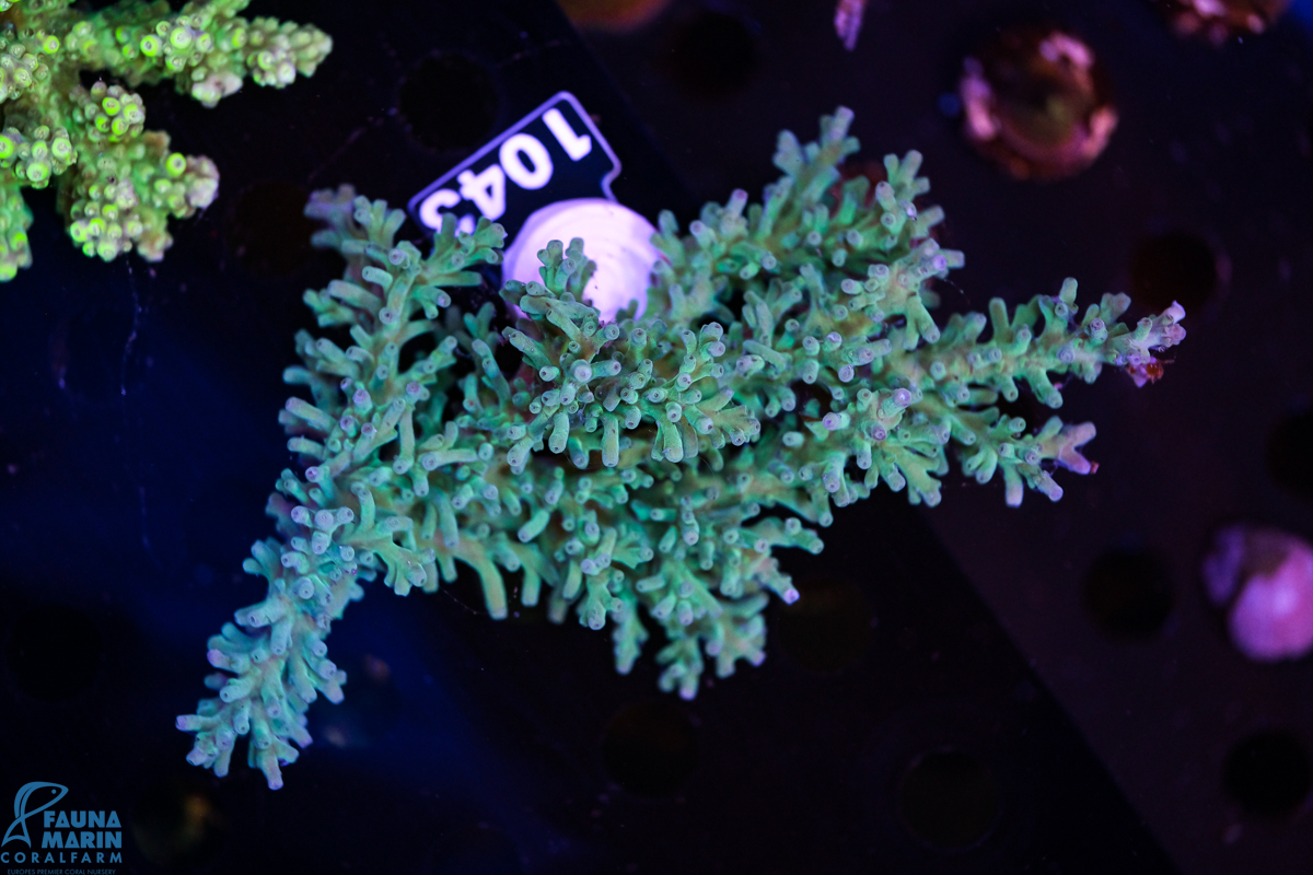 FMC Acropora echinata shark tank