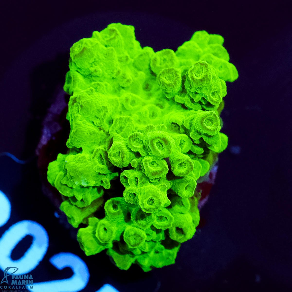 FMC Acropora florida Green