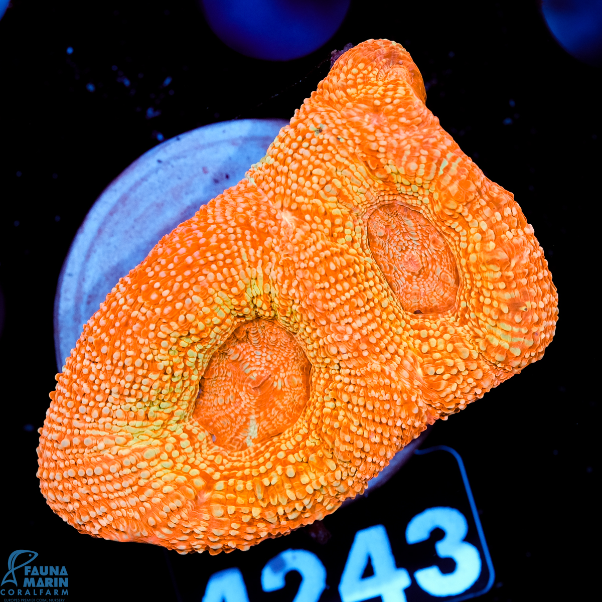 FMC Acanthastrea bowerbanki Light Red