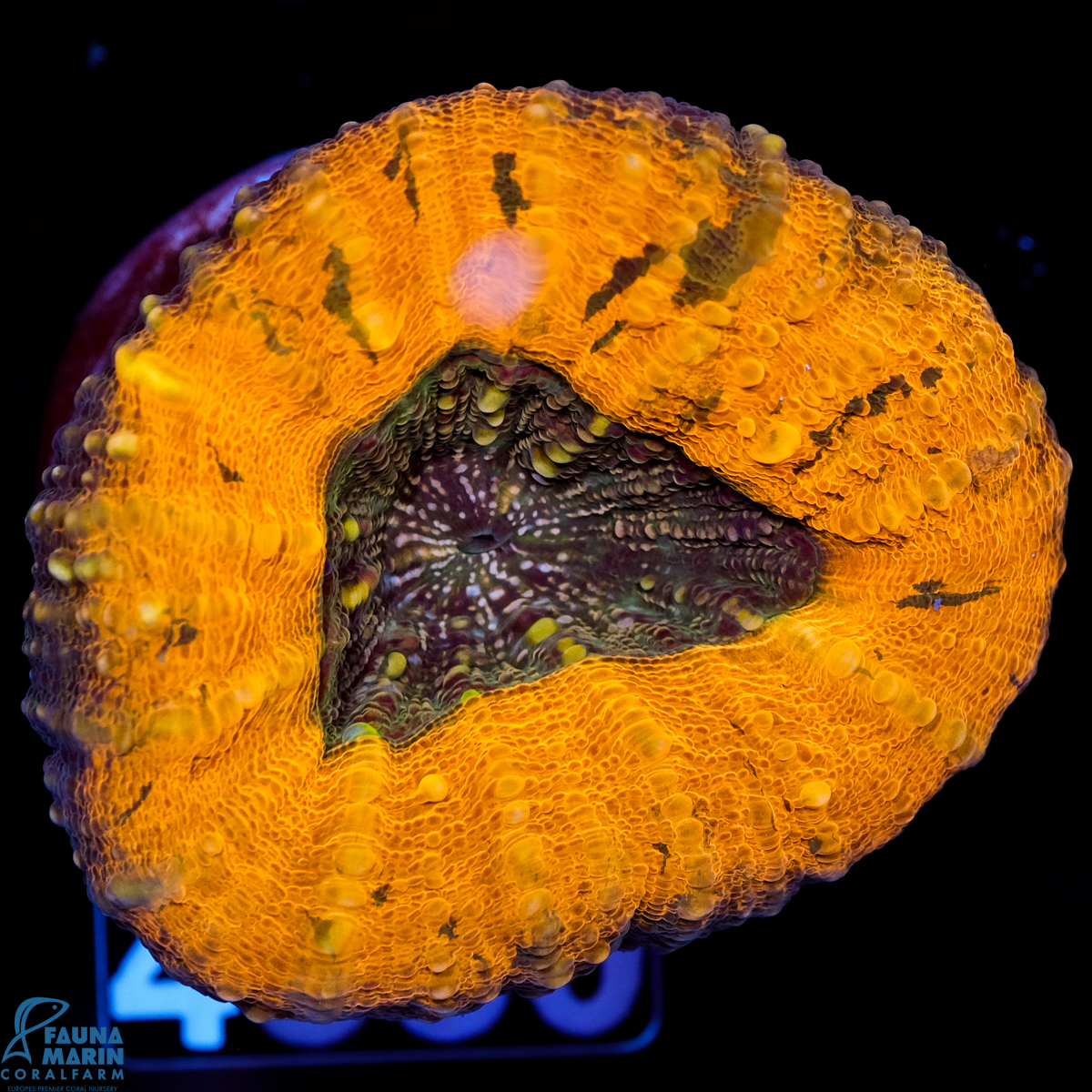 FMC Lobophyllia Lobophyllia Orange Shine