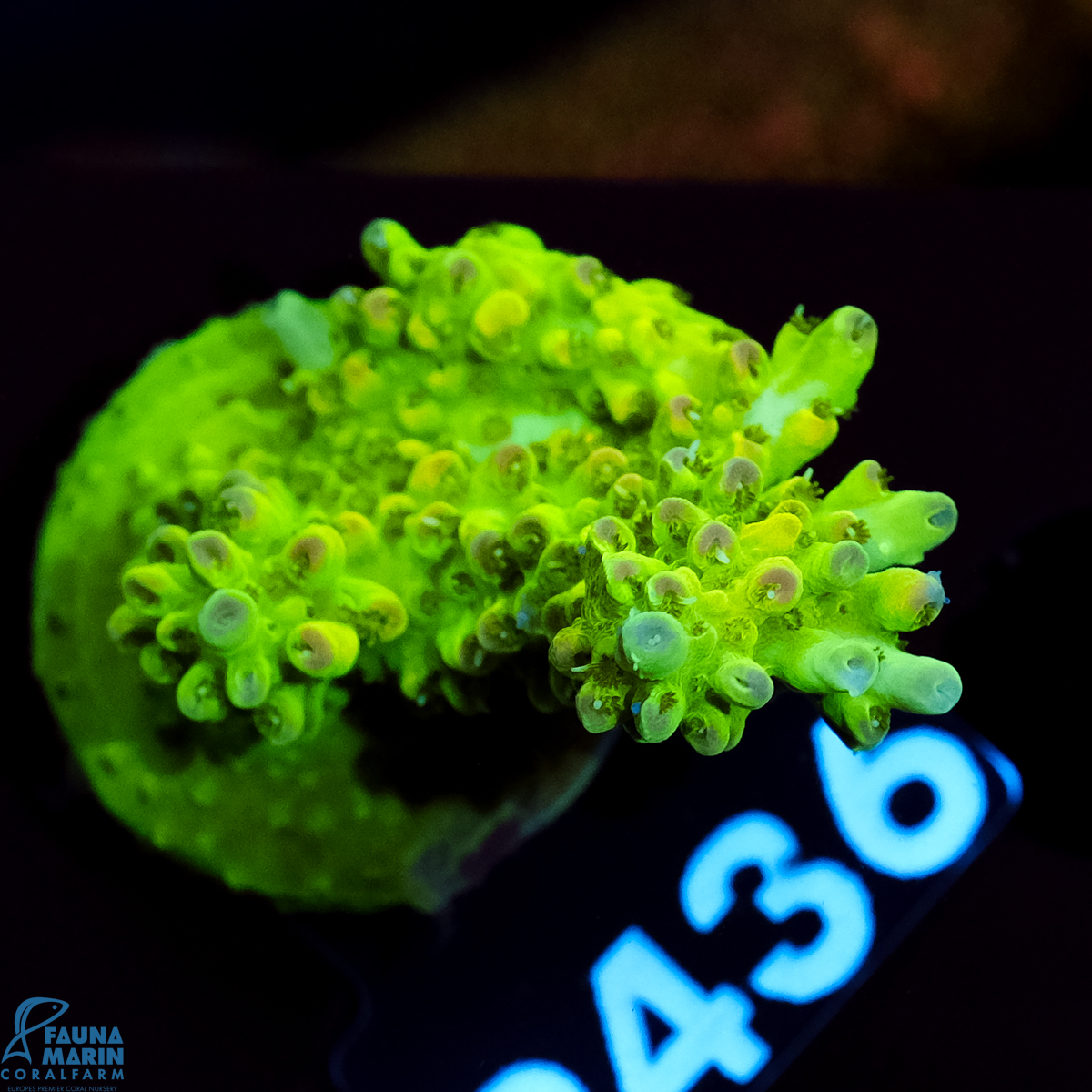 FMC Acropora Insignis Pink Tip