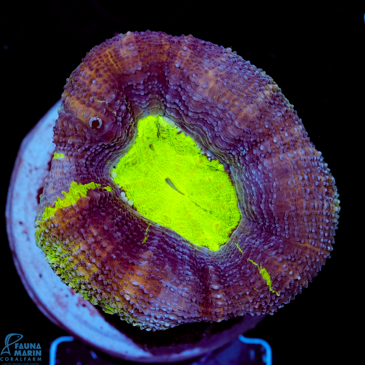 FMC Acanthastrea bowerbanki Toxic Green