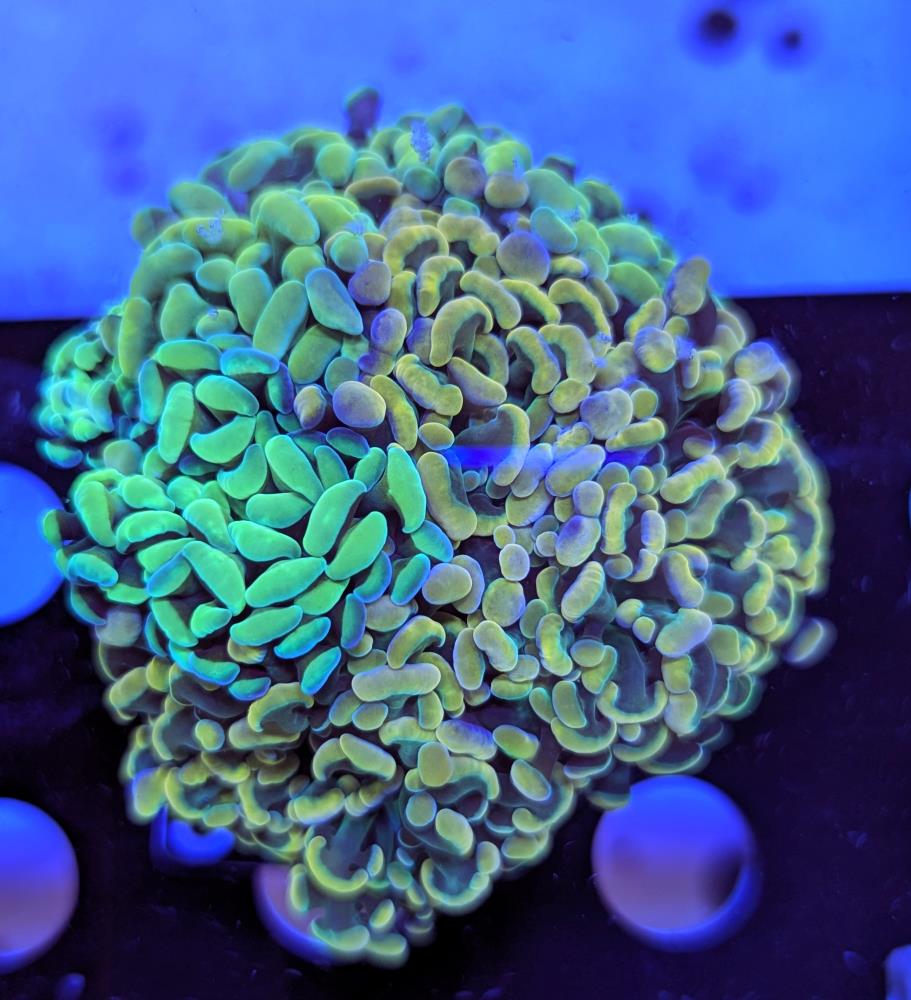 FMC Euphyllia Garden Trio