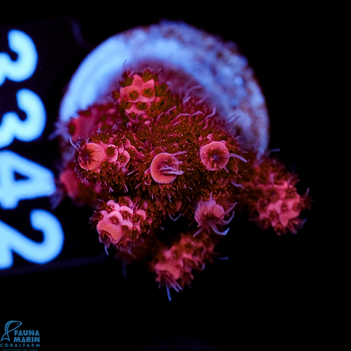 FMC Acropora millepora Red