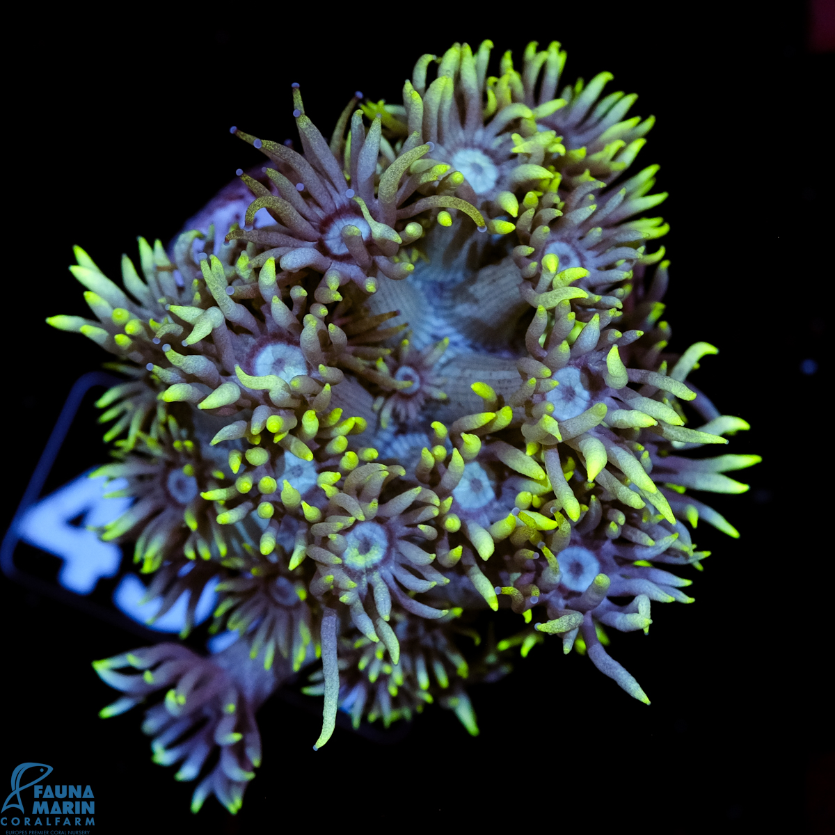 FMC Goniopora Neon Yellow Tip