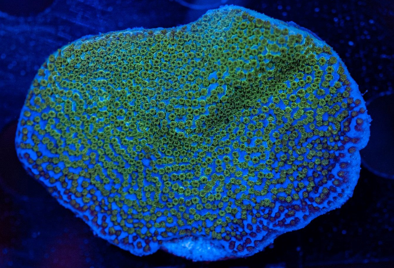 FMC Montipora velvet  V