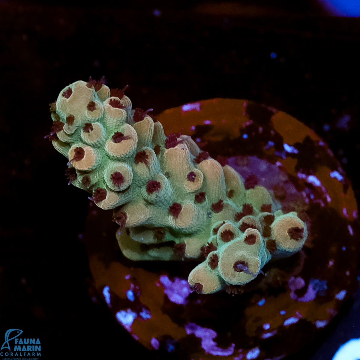 FMC Acropora digitifera