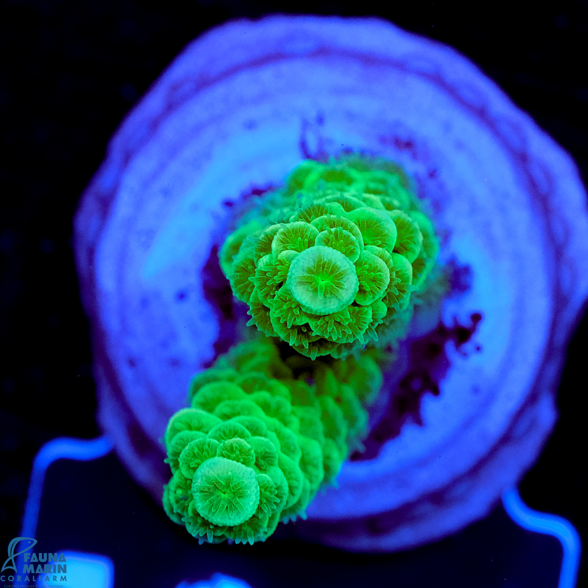 FMC Acropora tenuis Green