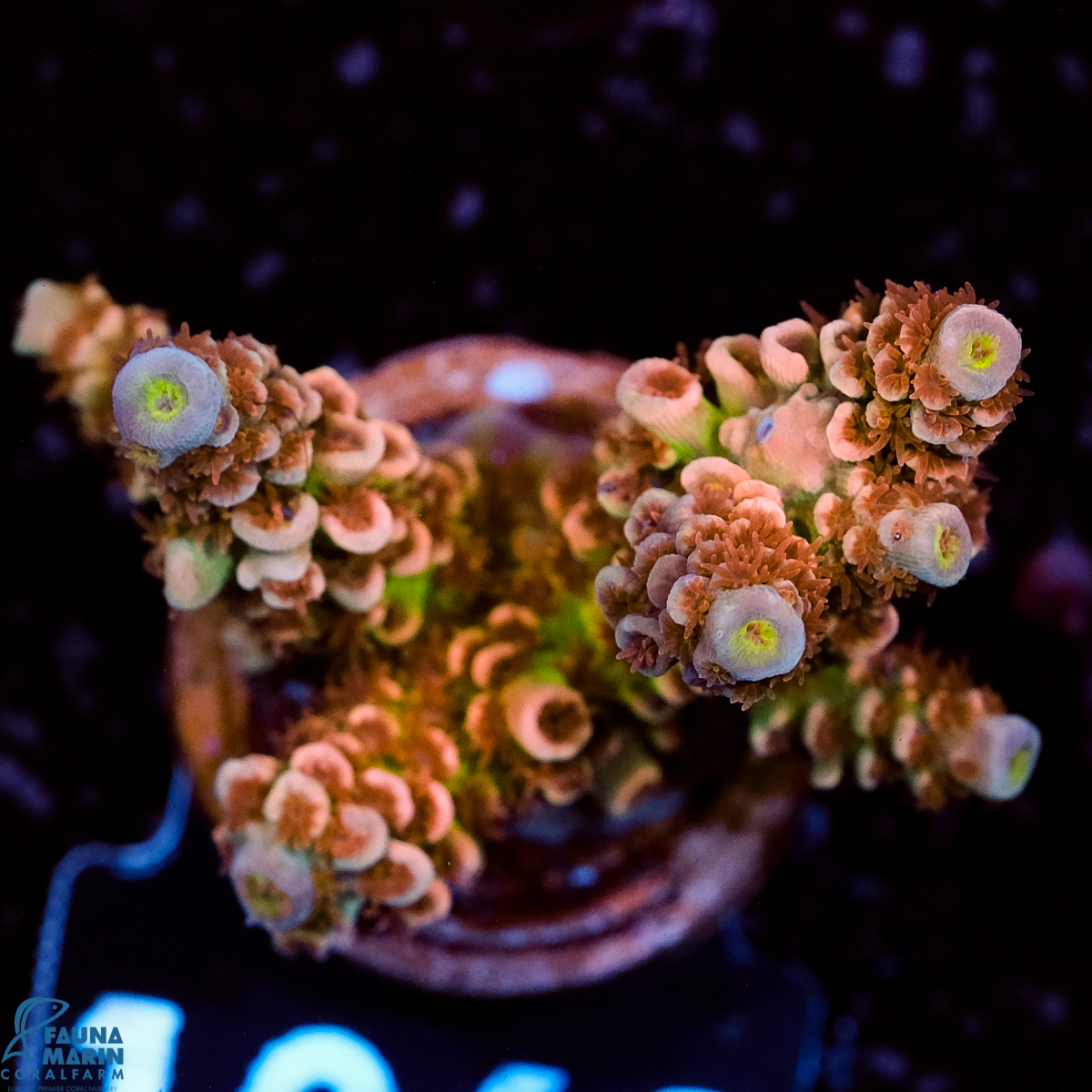 FMC Acropora tenuis Old Copper