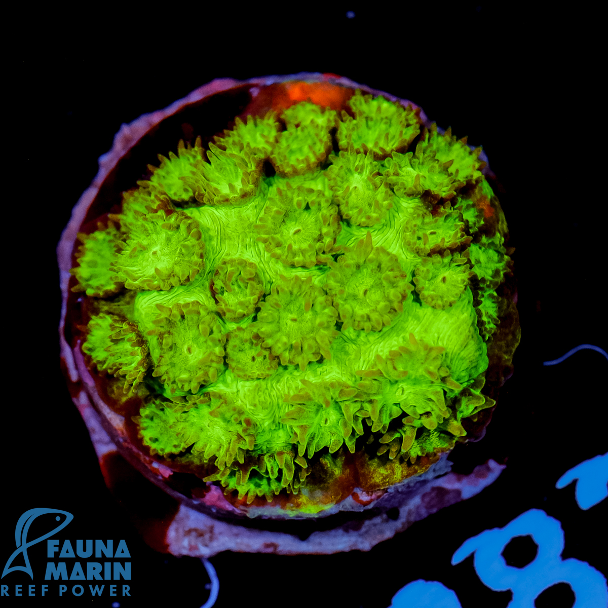 FMC Cyphastrea Green Goblin V