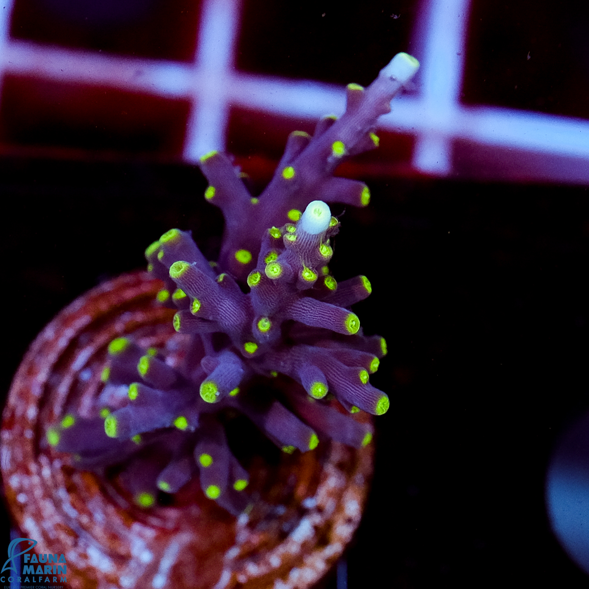 FMC Acropora carduus