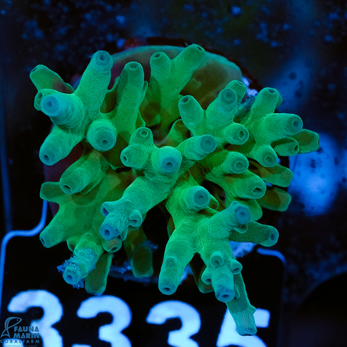 FMC Acropora echinata Shark Tank