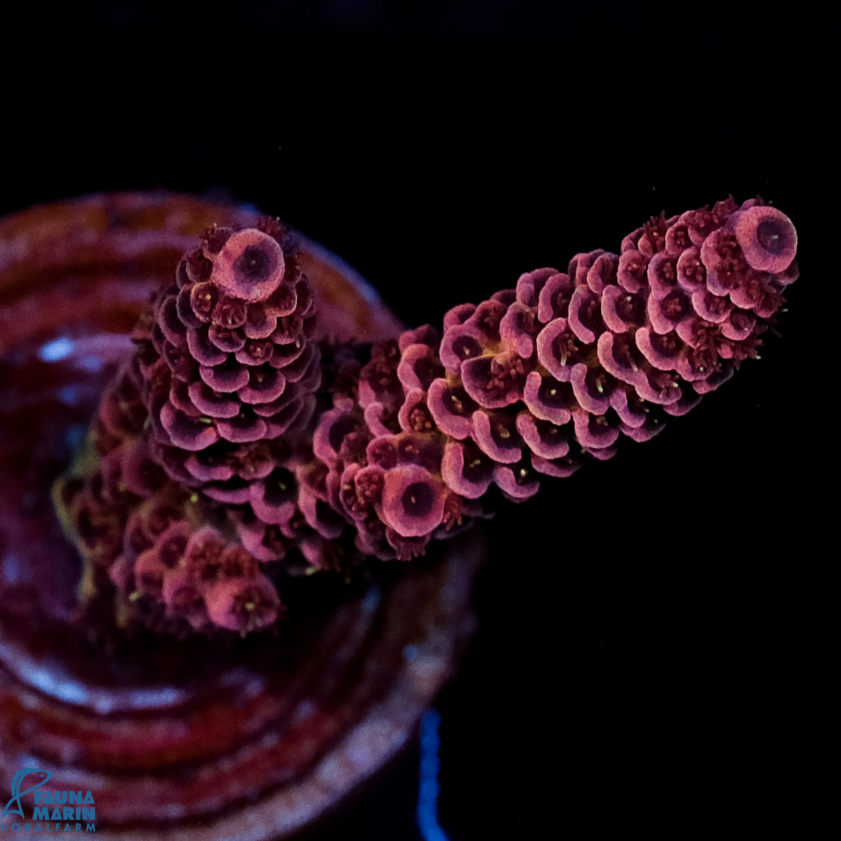 FMC Acropora millepora Red