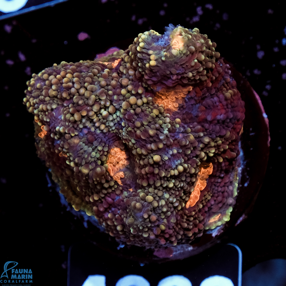 FMC Acanthastrea echinata Orange Center