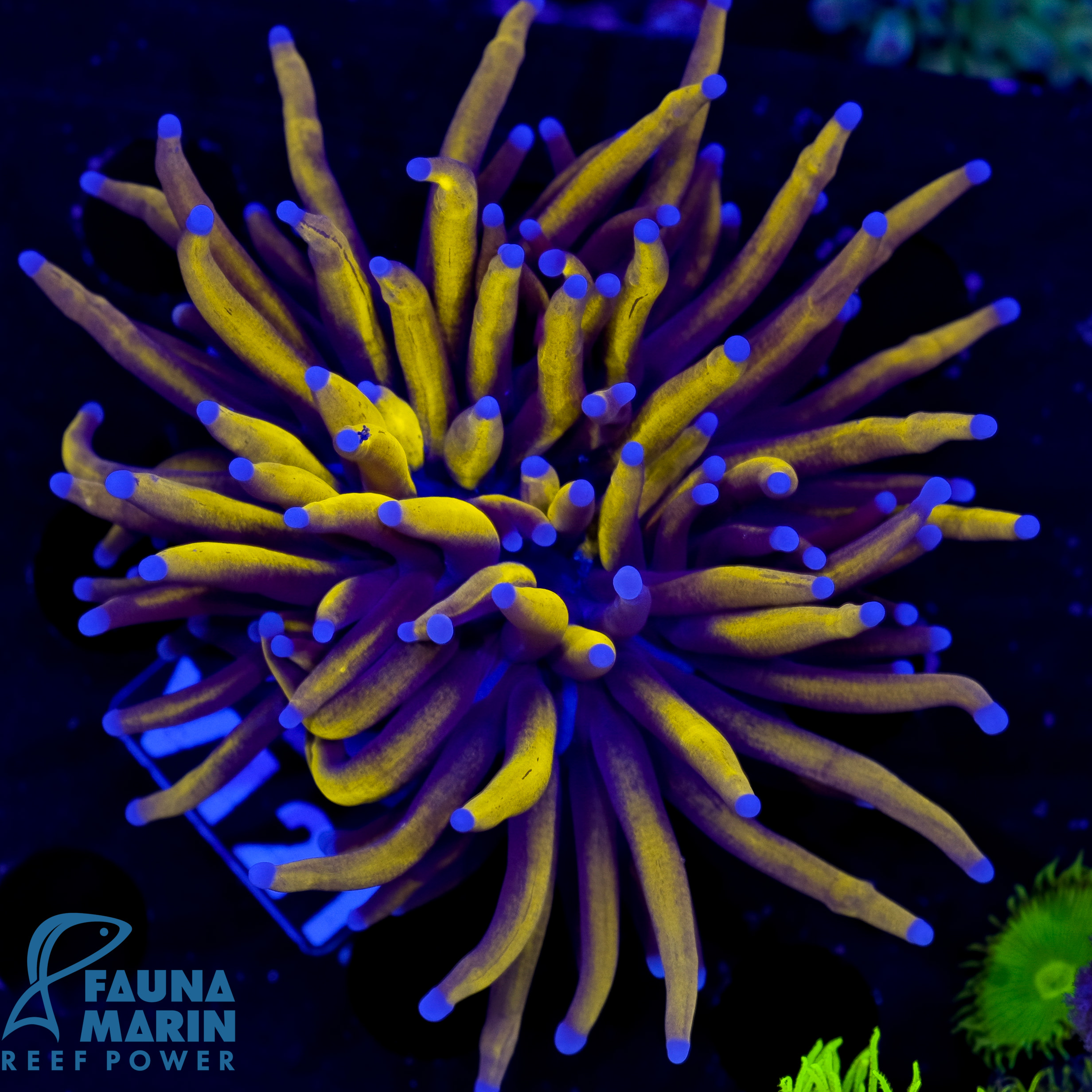 FMC Euphyllia glabrescens Golden Dragon Torch V