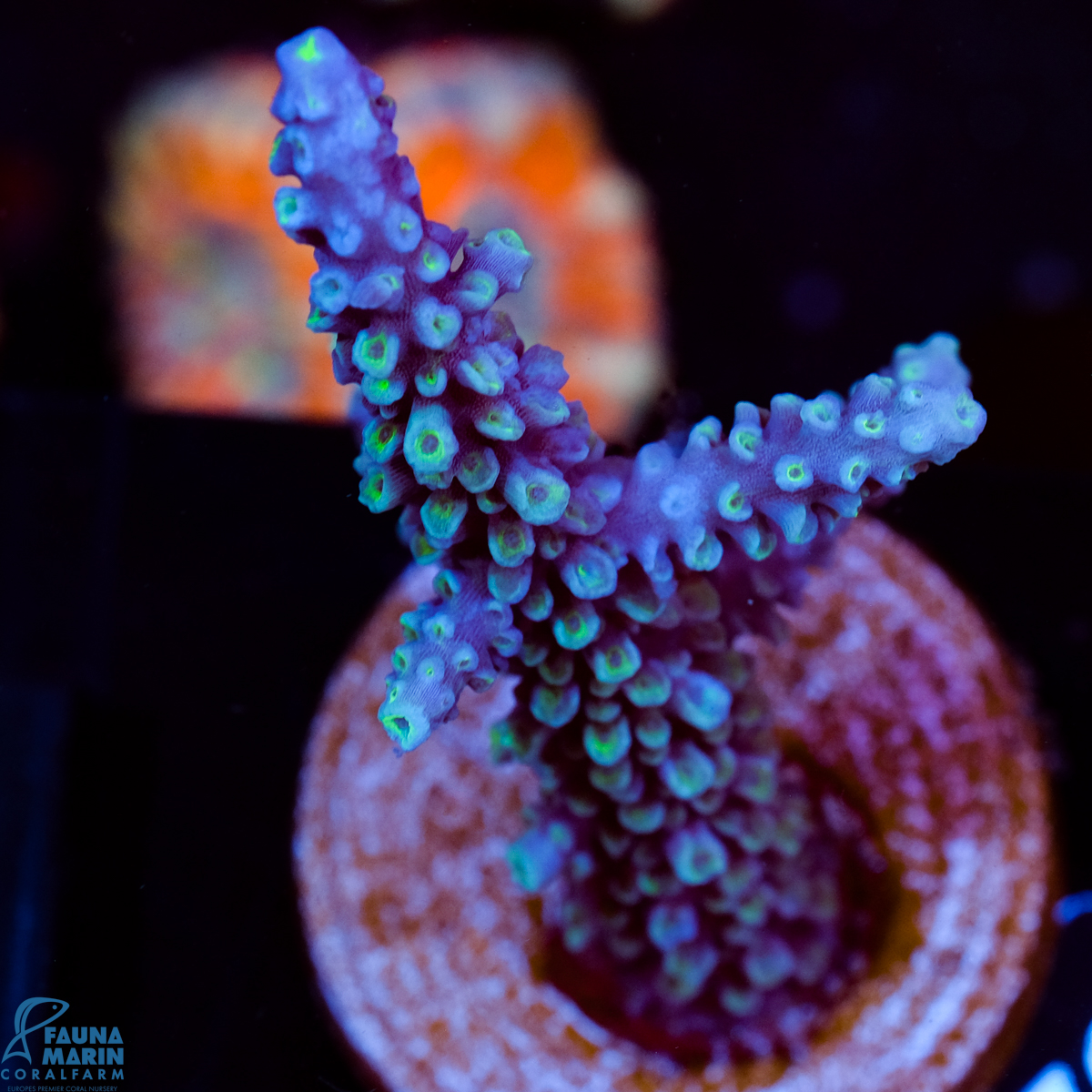 FMC Acropora hoeksemai- Blue Tip