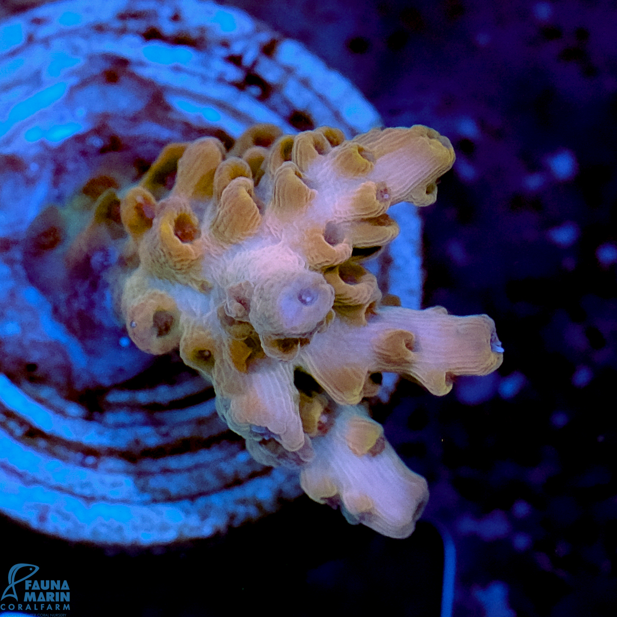 FMC Acropora Orange Ice