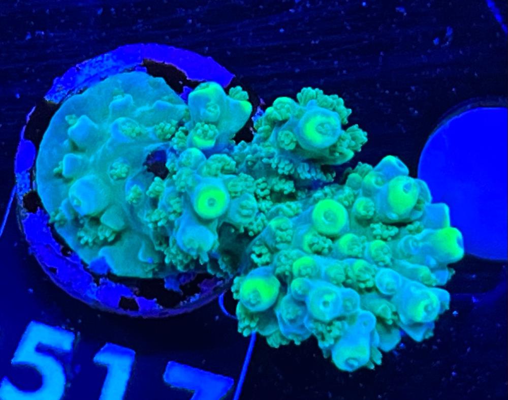 FMC Acropora chesterfieldensis