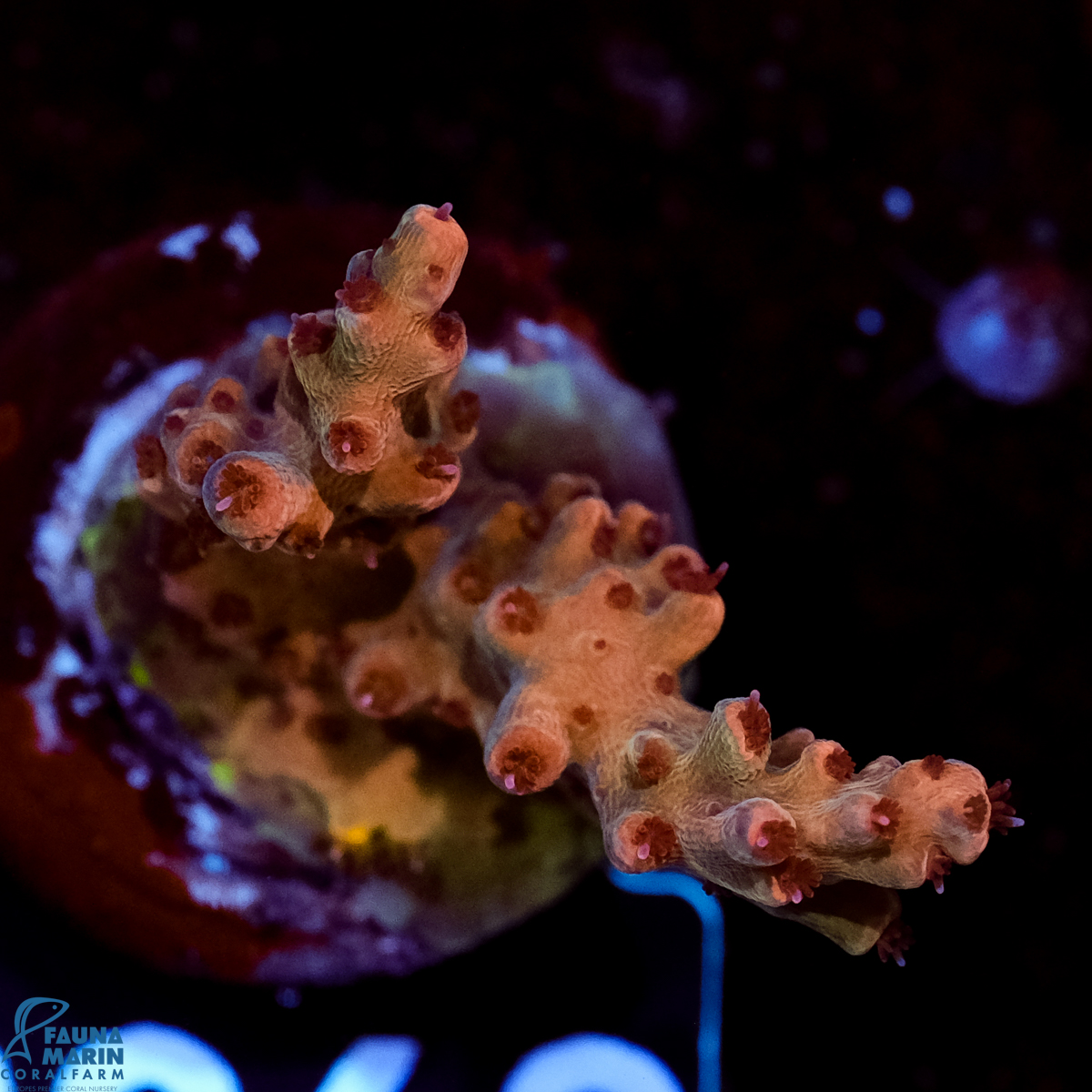 FMC Acropora Aussi Frag