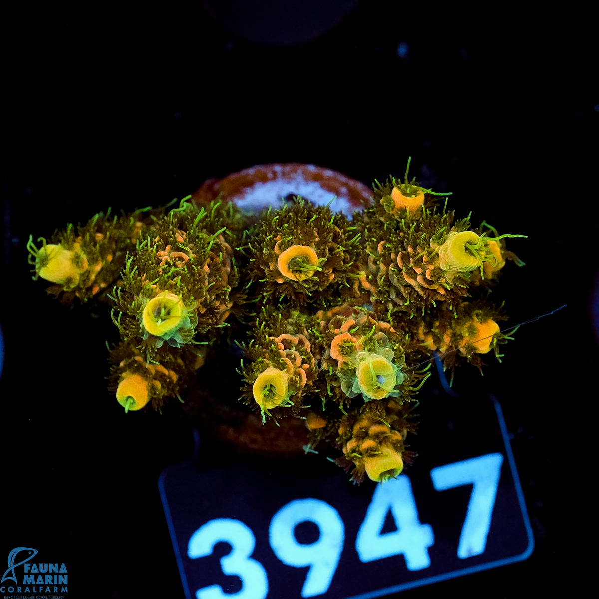 FMC Acropora millepora Green Polyp