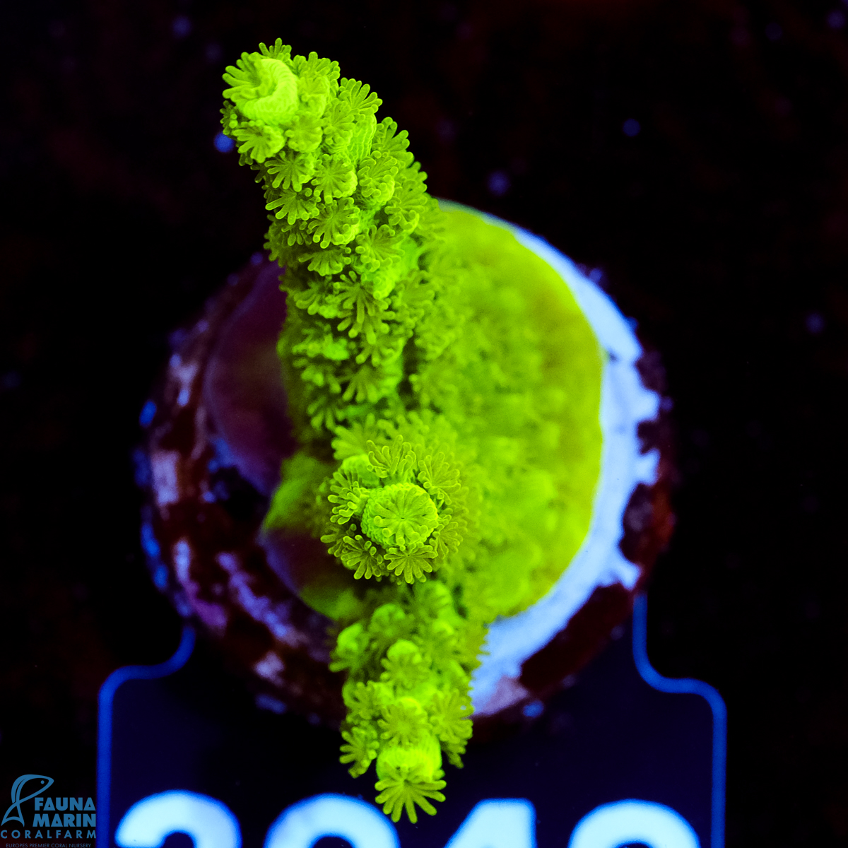 FMC Acropora Enzmann