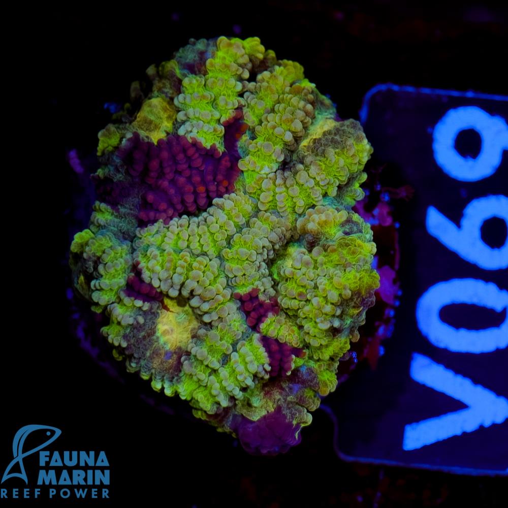 FMC Favia Grafted Toxic Green V