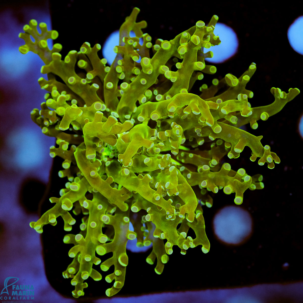 FMC Euphyllia yaeyamaensis Frogspawn