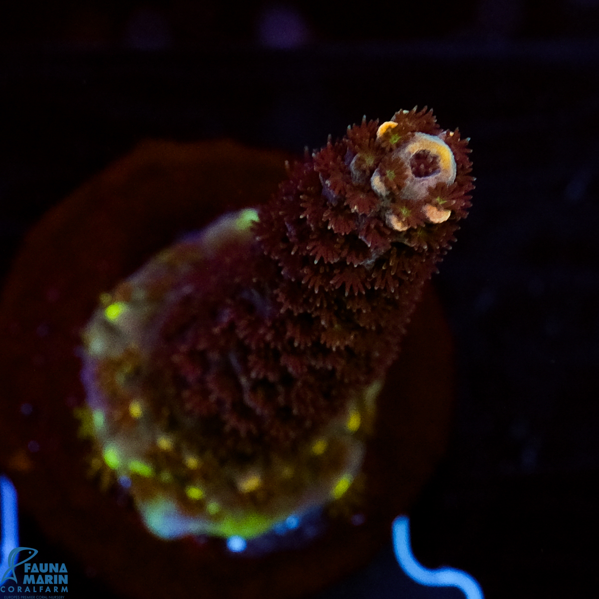 FMC Acropora Aussi Frag