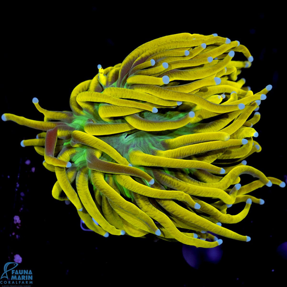 FMC Euphyllia glabrescens Masterpiece