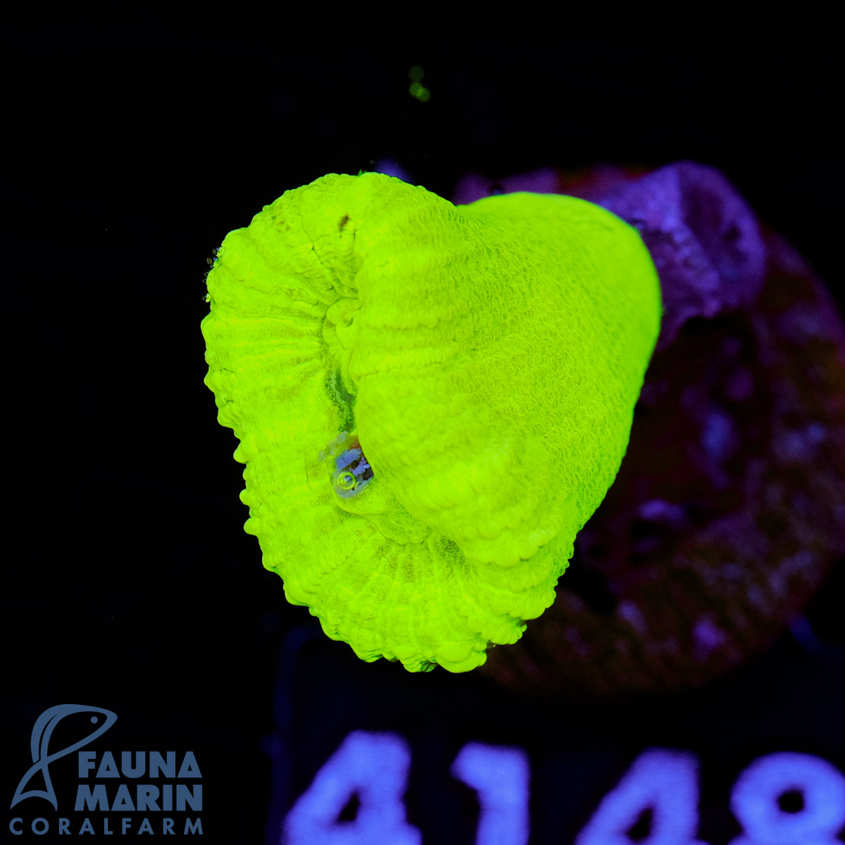 FMC Caulastrea Kryptonite V