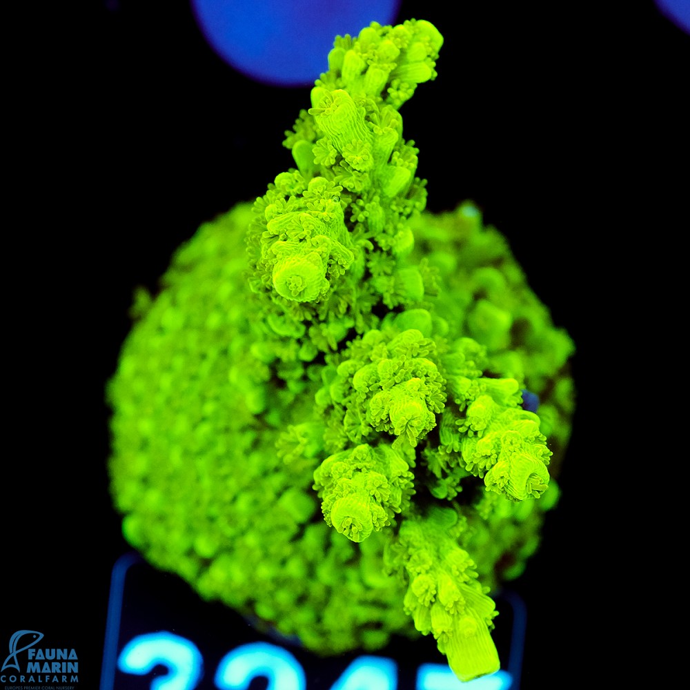 FMC Acropora Enzmann