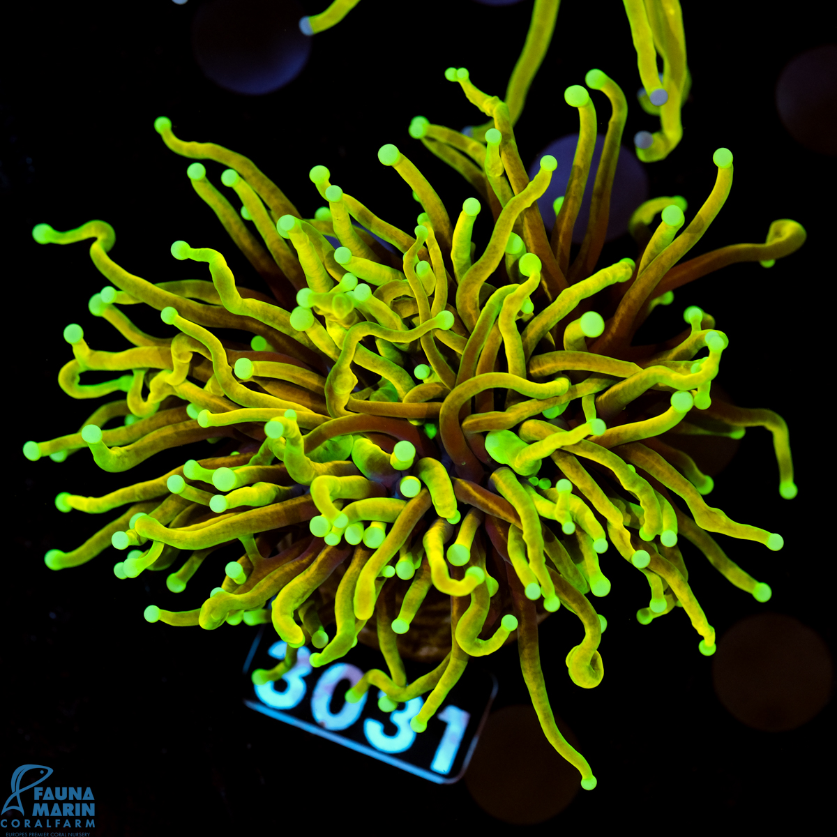 FMC Euphyllia glabrescens Hellfire