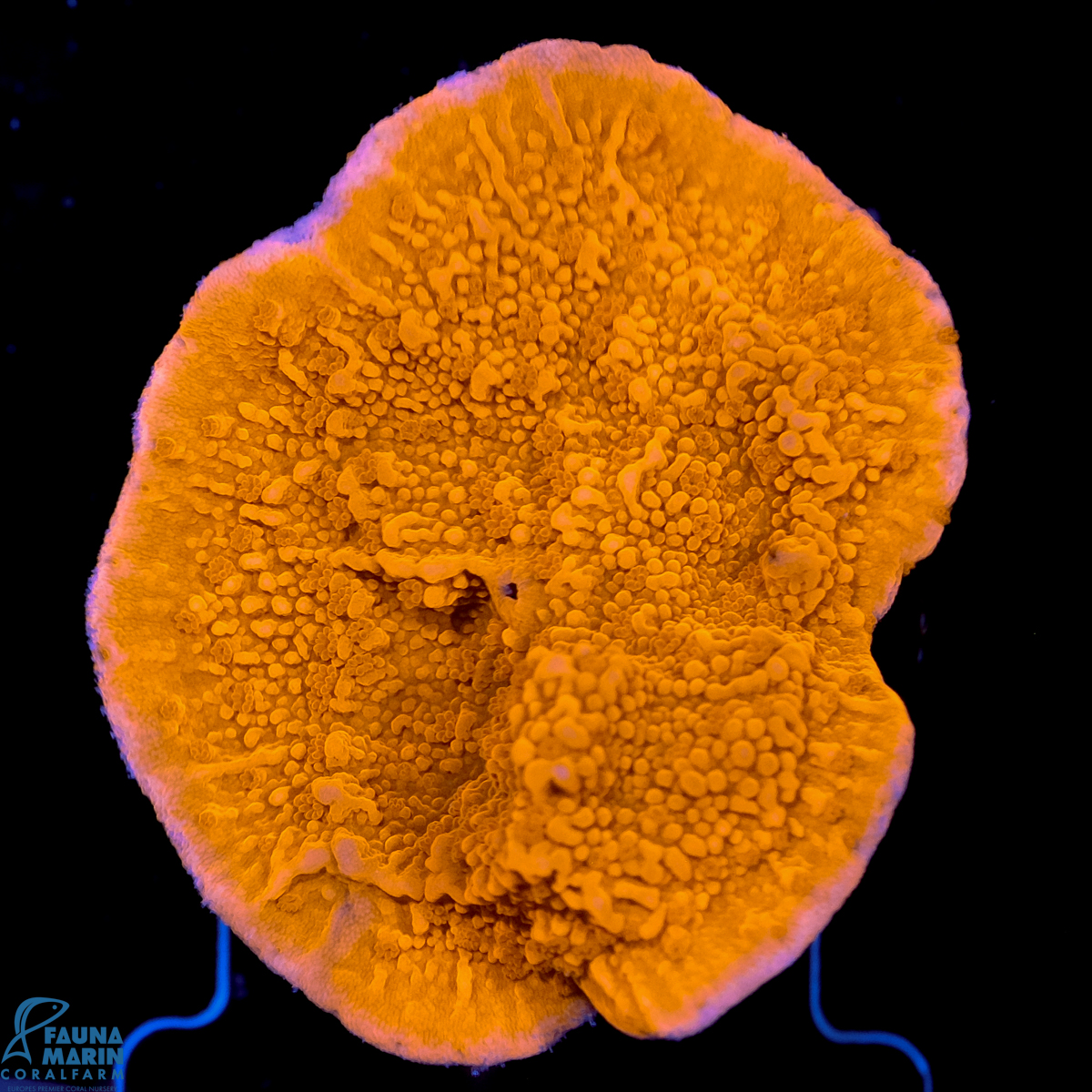 FMC Montipora Light Red V