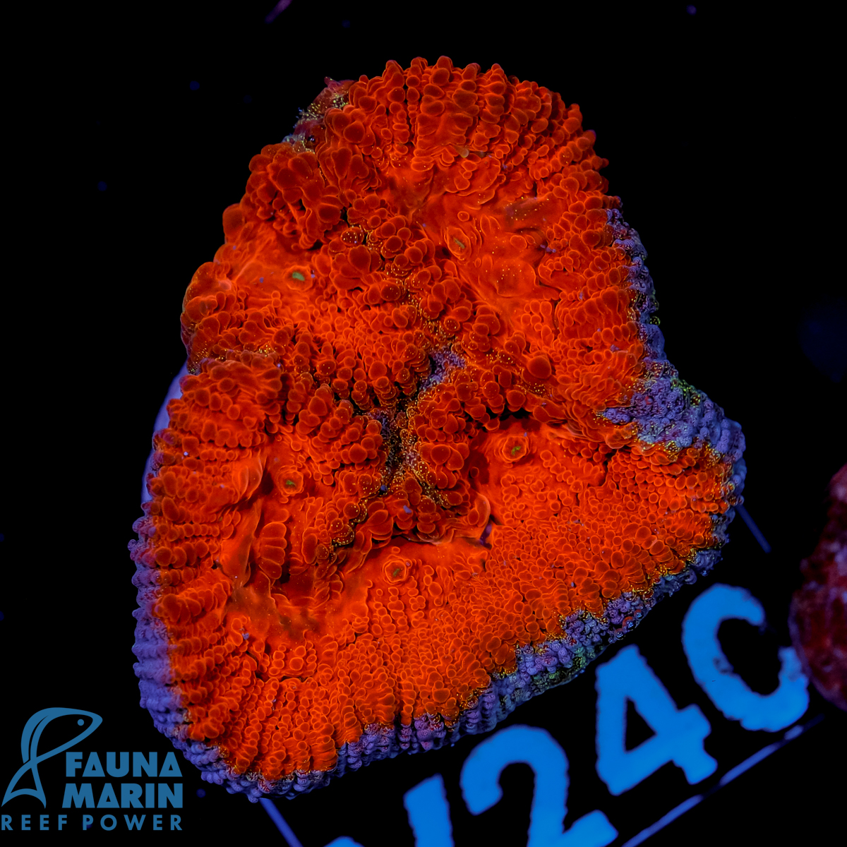 FMC Goniastrea Red´n Blue V