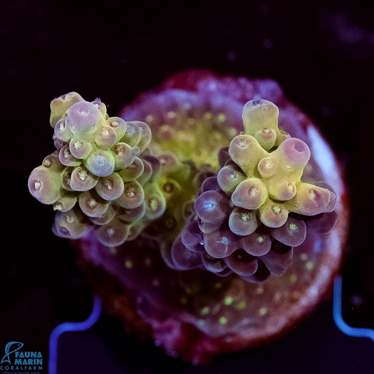 FMC Acropora digitifera Pastel