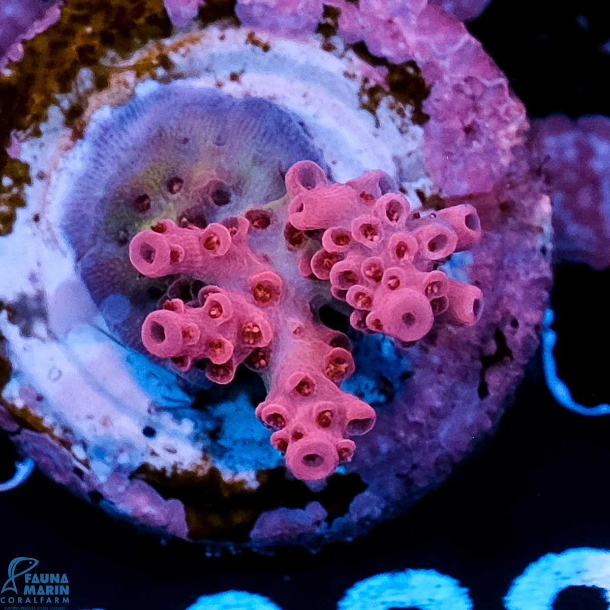 FMC Acropora hyacinthus Pink