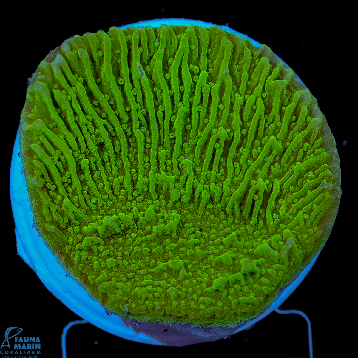 FMC Montipora Platin Dark Green V